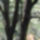 The woods